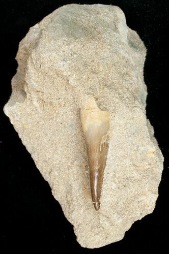 Plesiosaur Tooth In Matrix #11638